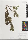 Foto von Salix myrsinifolia Salisb.